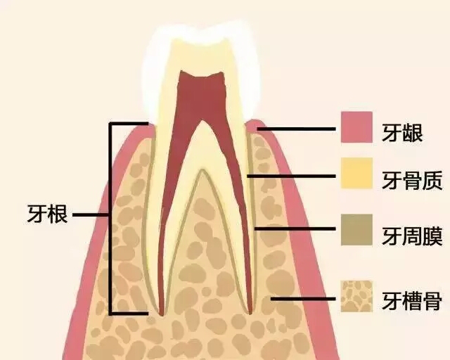牙齒好，就是財(cái)富！